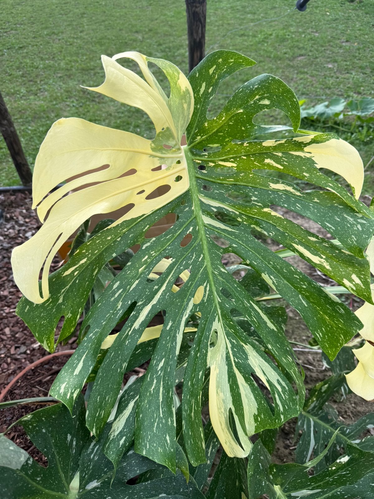 Monstera deliciosa thai constellation, Maison & Meubles, Enlèvement
