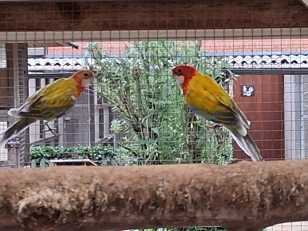 kweekkoppel golden gold rosella 025, Animaux & Accessoires, Oiseaux | Perruches & Perroquets