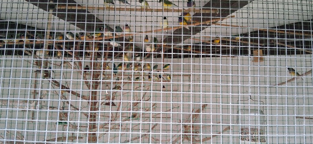 Gouldamandines natuurbroed, Plusieurs animaux, Oiseau tropical