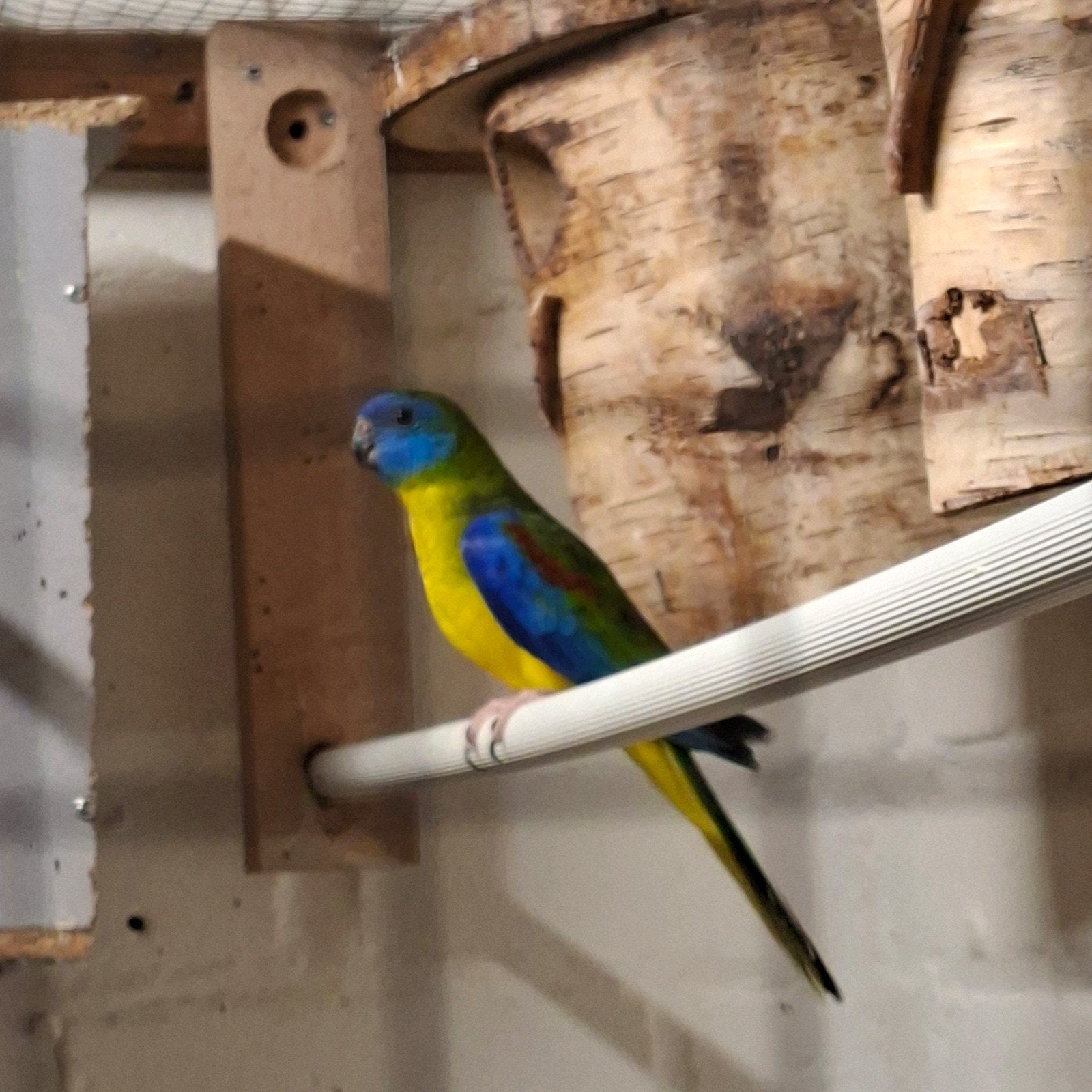 Turquoise parkiet man, Dieren en Toebehoren, Mannelijk, Parkiet