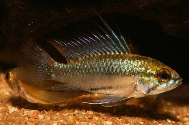 Poisson cichlide, Enlèvement, Poissons inclus, Autres types