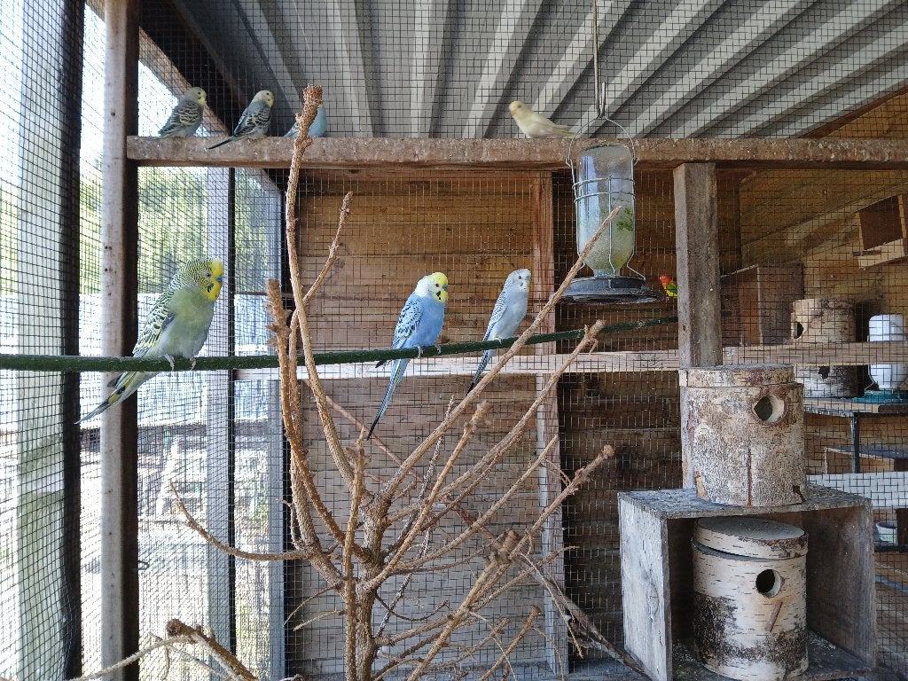 Jonge grasparkieten, Plusieurs animaux, Perruche