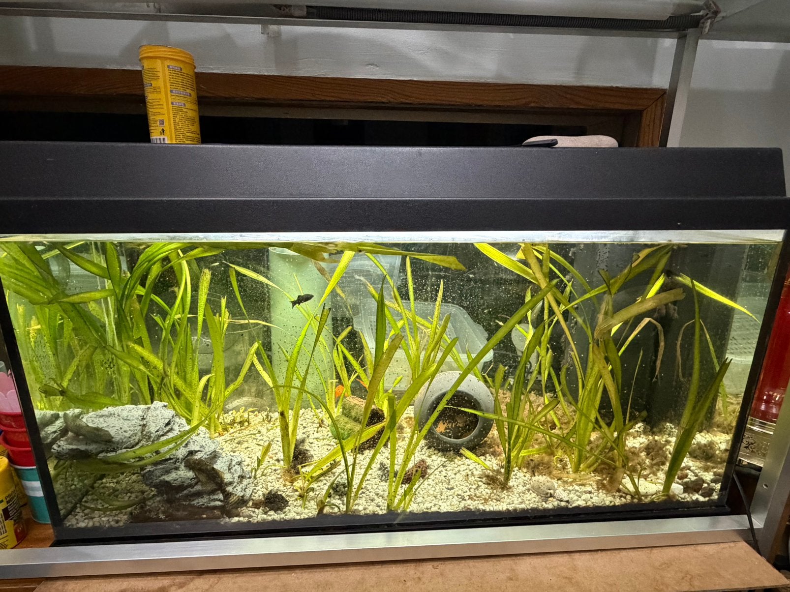 Complete Juwel aquarium set 80  35  36 cm, Ophalen, Zo goed als nieuw, Inclusief vissen, Juwel