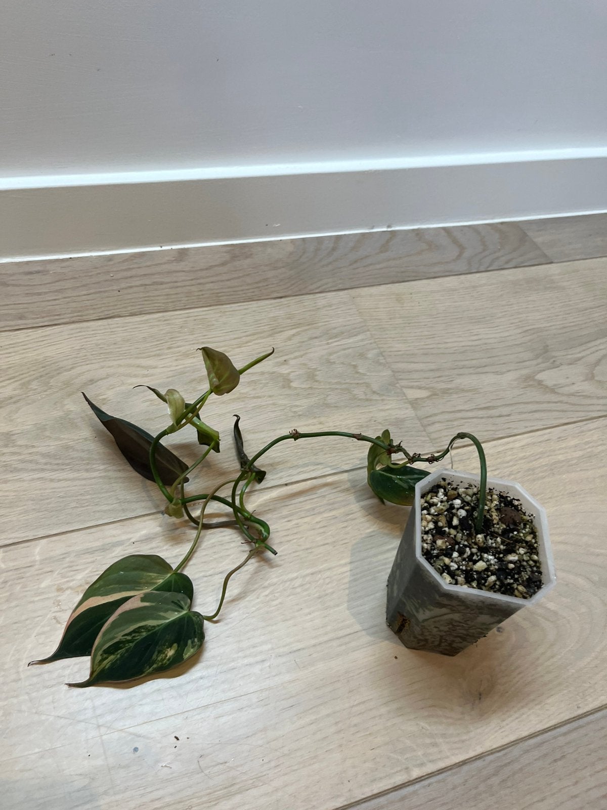 Philodendron Micans Pink/Aurea variegated, Huis en Inrichting, Ophalen of Verzenden
