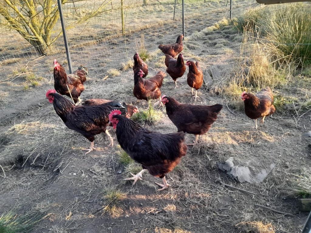 broedeieren van rhode island red kippen