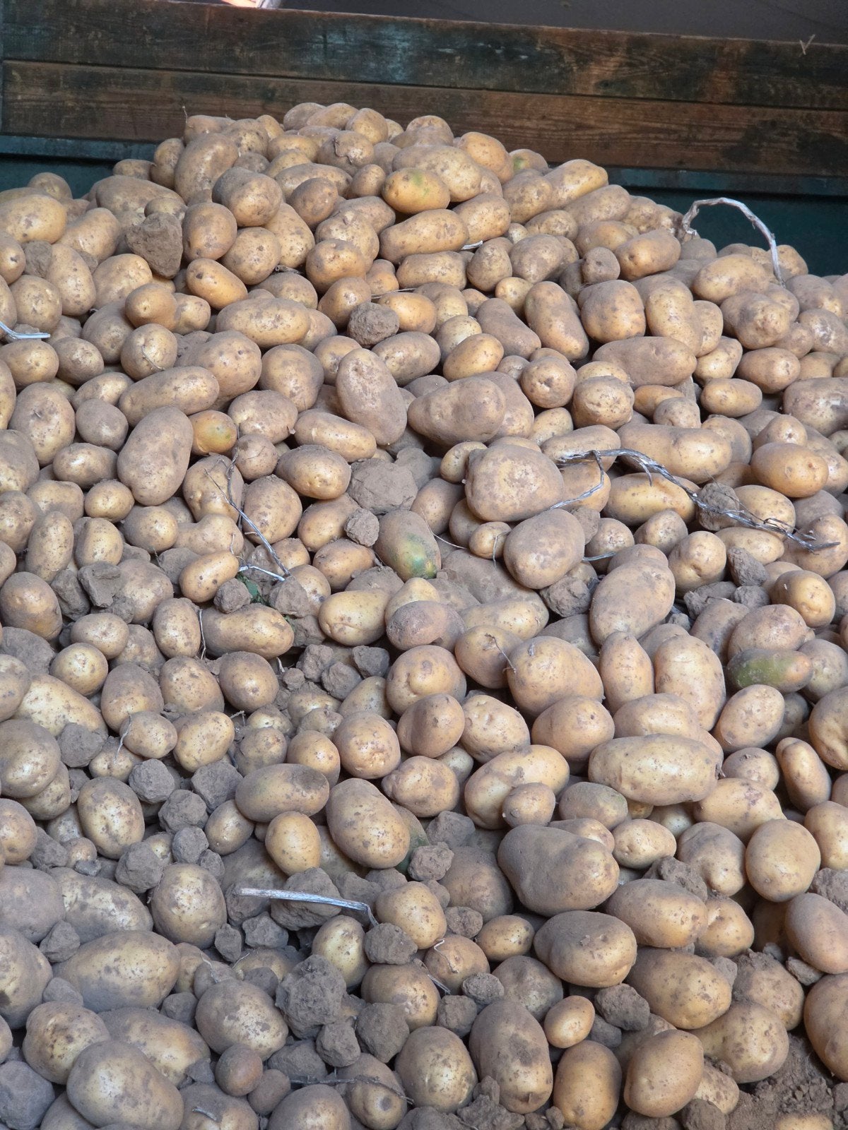 Aardappelen, Enlèvement