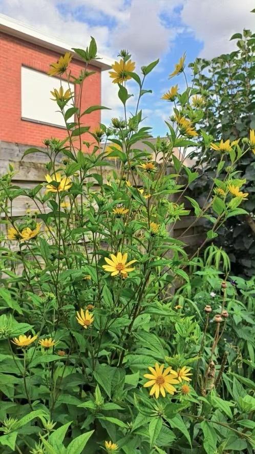 Helianthus , voor mensen met een grote tuin vanaf 1 euro, Tuin en Terras, Volle zon, Vaste plant, Zomer, Ophalen