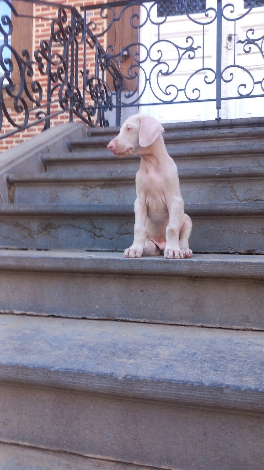 Chiot Doberman, Maladie de Carré (chiens), Autres races, 8 à 15 semaines, Plusieurs