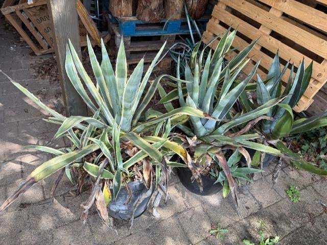 Agave, Autres espèces, Ne fleurit pas, Plein soleil, Enlèvement