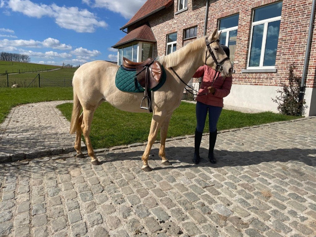 Jonge brave AQHA quarter merrie, Dieren en Toebehoren, Merrie, Zadelmak, Minder dan 160 cm, 3 tot 6 jaar