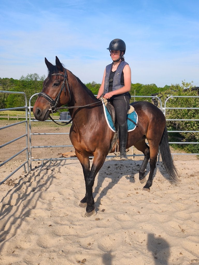 Très belle jument, Avec puce électronique, Débourré, Moins de 160 cm, Cheval de récréation