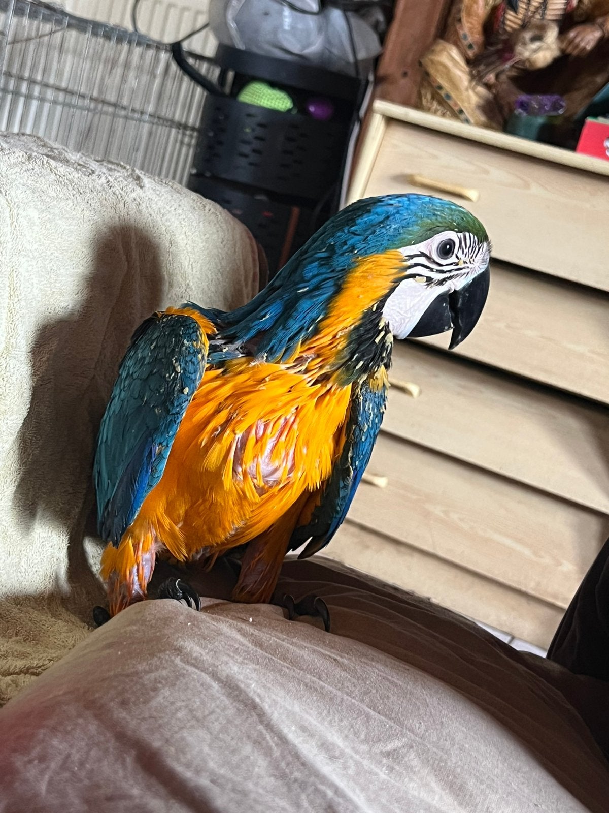 Ara arauna, Dieren en Toebehoren, Vogels | Parkieten en Papegaaien, Mannelijk, Papegaai, Tam