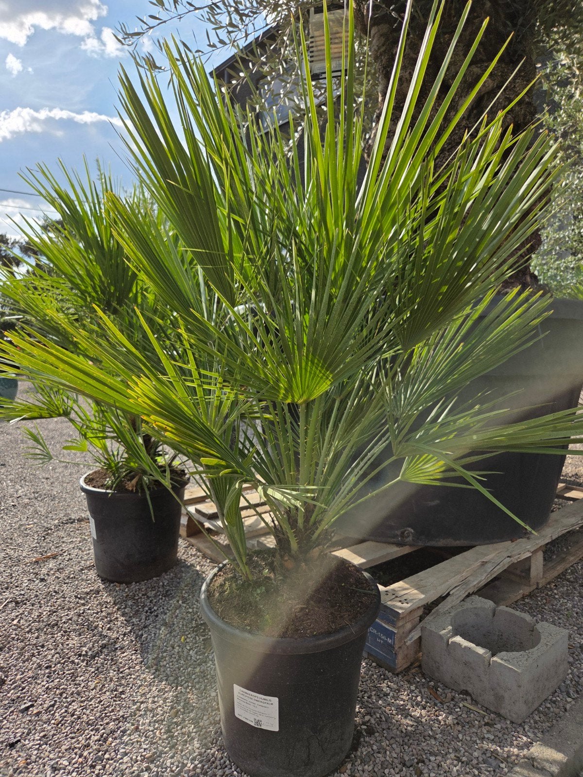 Europese dwergpalm Chamaerops Humilis, Tuin en Terras, Ophalen