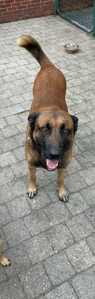 Mechelaar dekreu, Dieren en Toebehoren