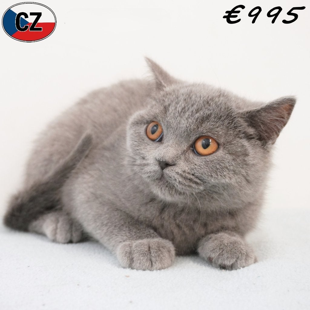 British Shorthair (bleus) chatons à vendre, Plusieurs animaux, Vermifugé, 0 à 2 ans