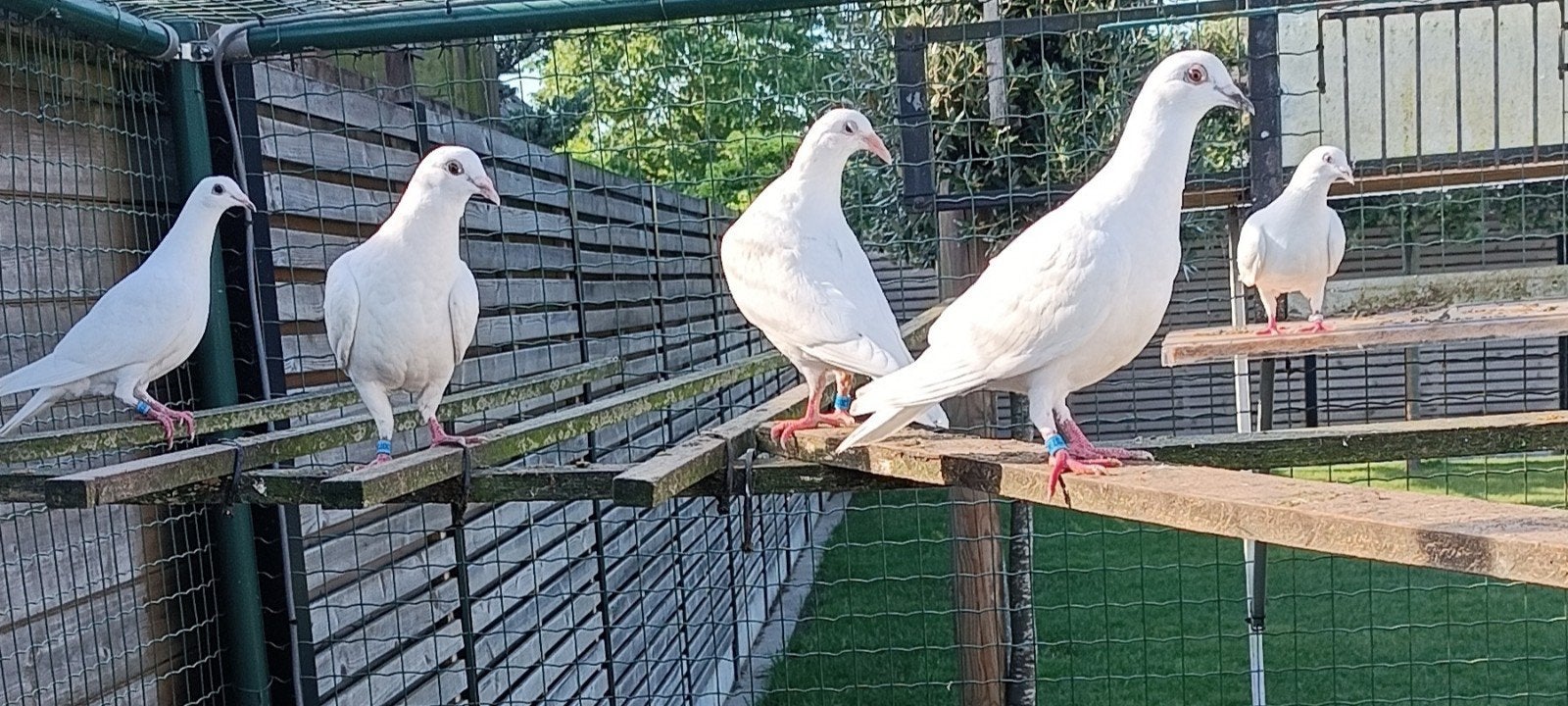 Witte reisduiven