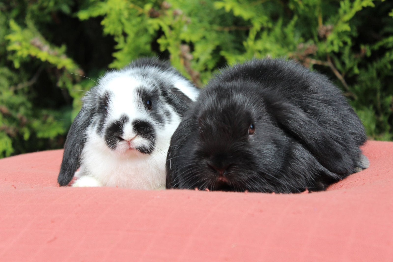 Zeer mooi koppel nhd konijntjes, Animaux & Accessoires, Lapins, Petit, Plusieurs animaux, 0 à 2 ans, Oreilles tombantes