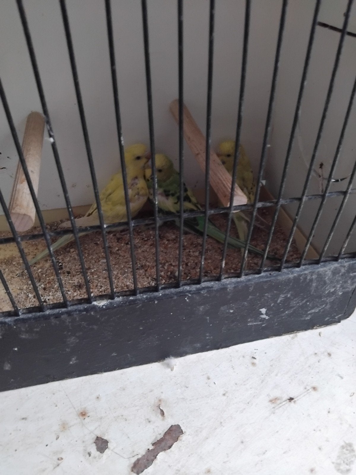 grasparkiet jong, Dieren en Toebehoren, Vogels | Parkieten en Papegaaien, Geslacht onbekend, Parkiet