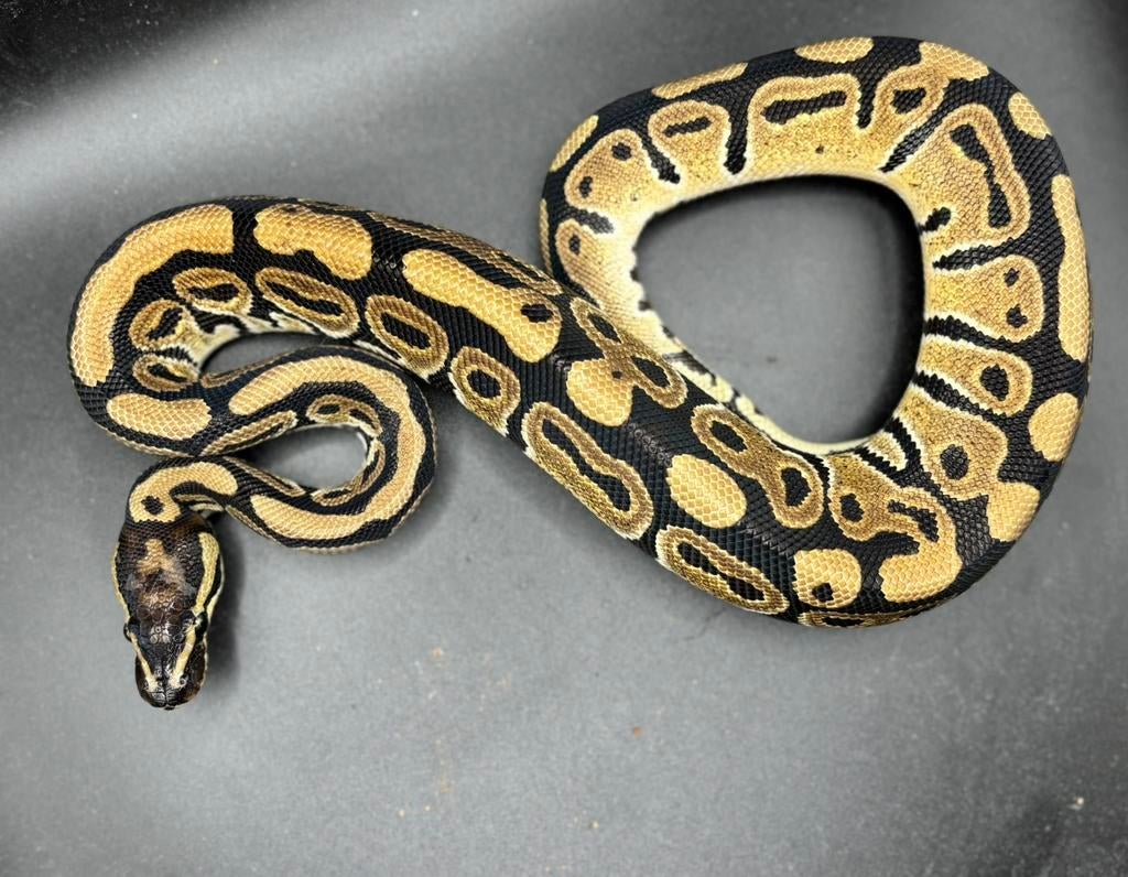 Ballpython 1.0