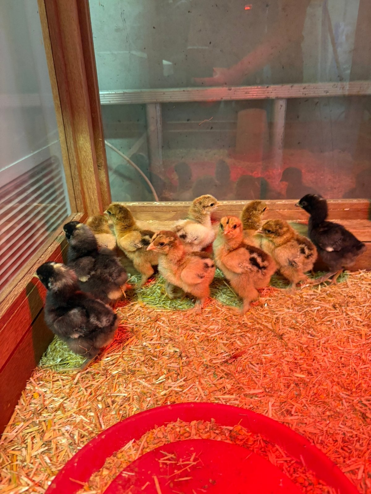 Brahma Goudpatrijs Eendagskuikens, Dieren en Toebehoren