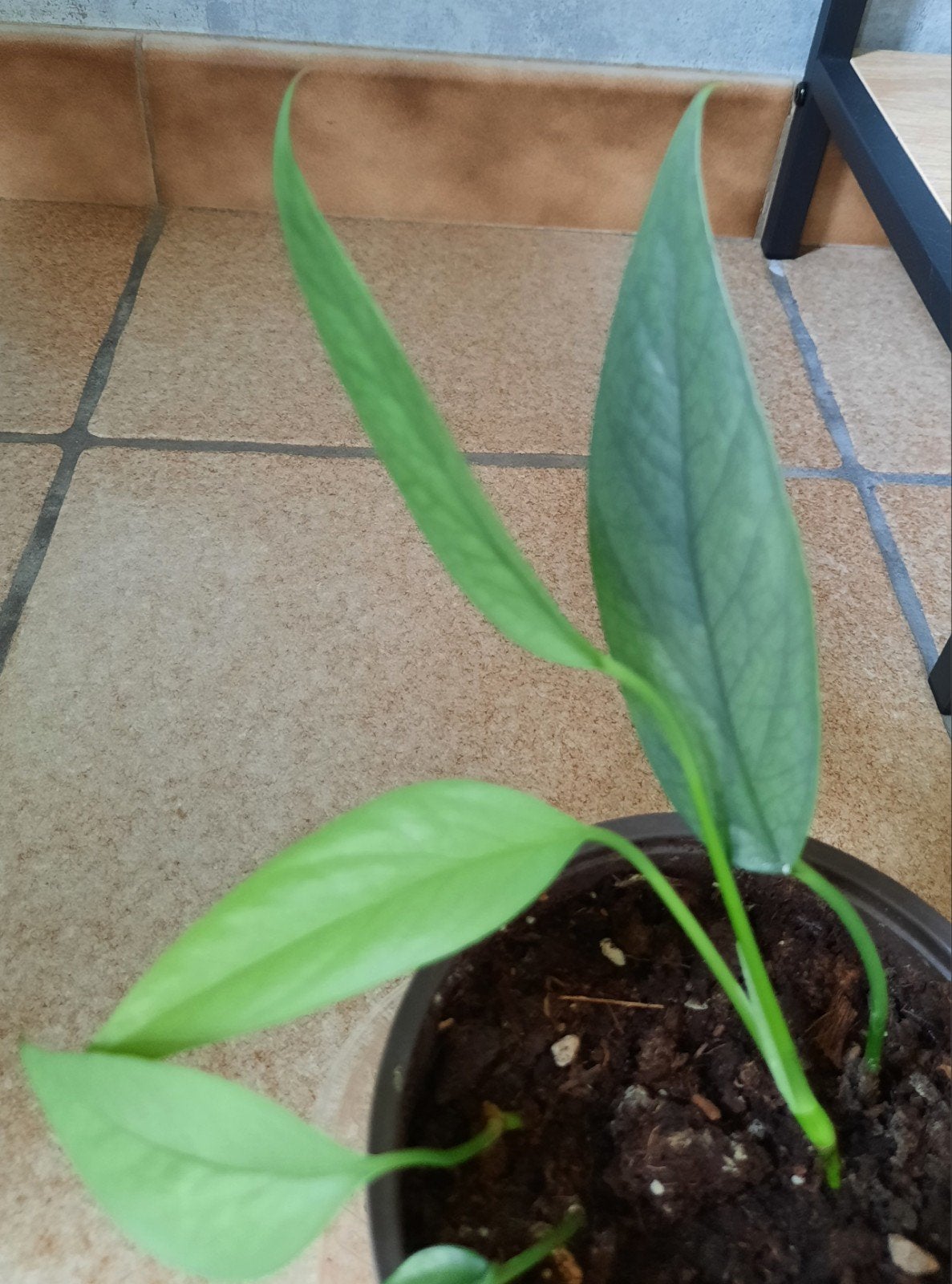 Epipremnum cebu blue, Huis en Inrichting, Kamerplanten, Ophalen, Overige soorten, Halfschaduw, In pot