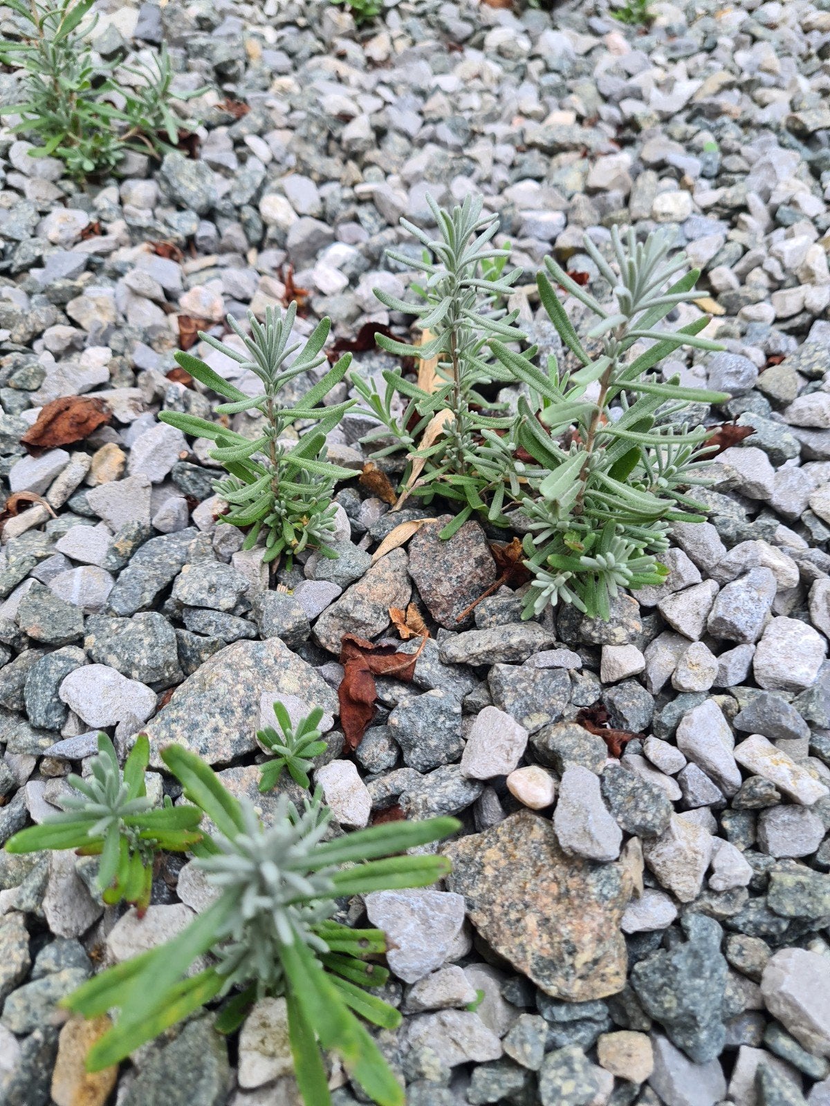 Jonge lavendelplanten, Tuin en Terras, Ophalen, Balkon