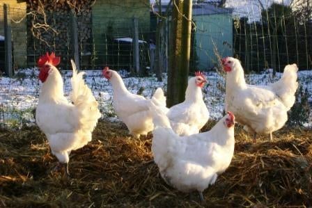 Broedeieren Poule de Bresse, Dieren en Toebehoren, Pluimvee, Geslacht onbekend, Kip