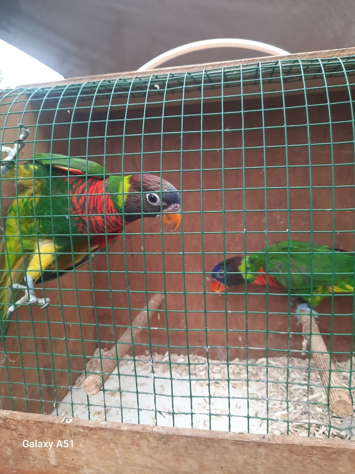 massena lori