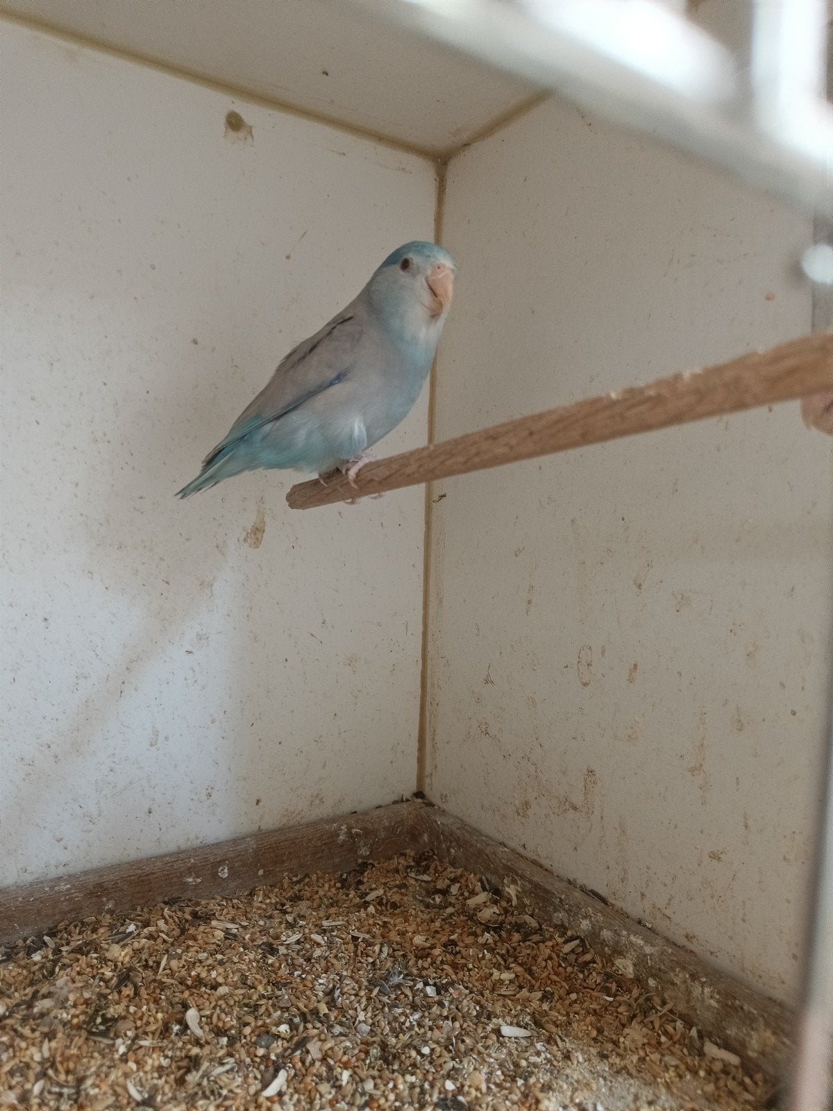 forpus in fallow en split fallow, Dieren en Toebehoren