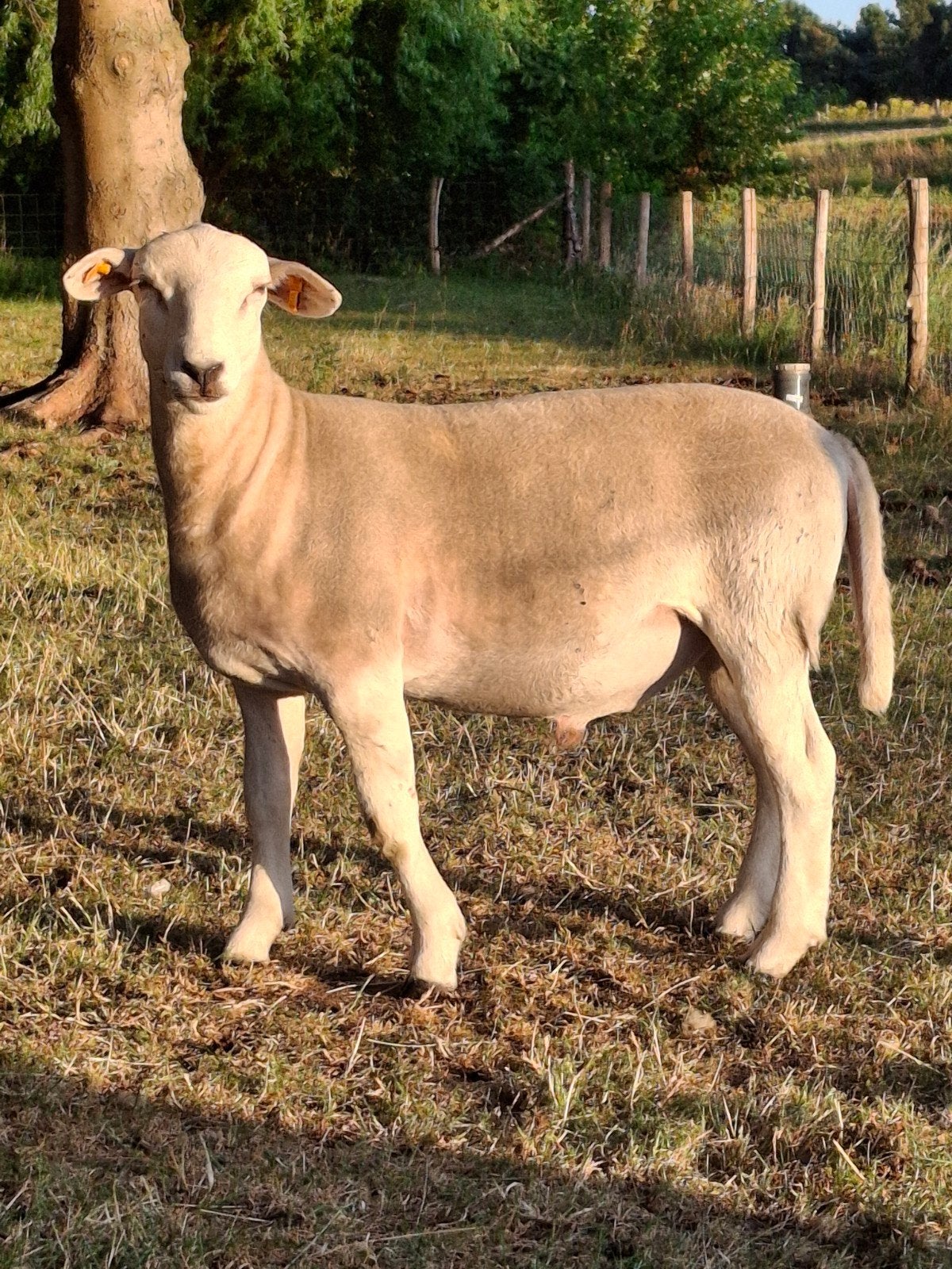 Nolana vleesschaap, Dieren en Toebehoren, Schapen, Geiten en Varkens, Mannelijk, Schaap, 0 tot 2 jaar