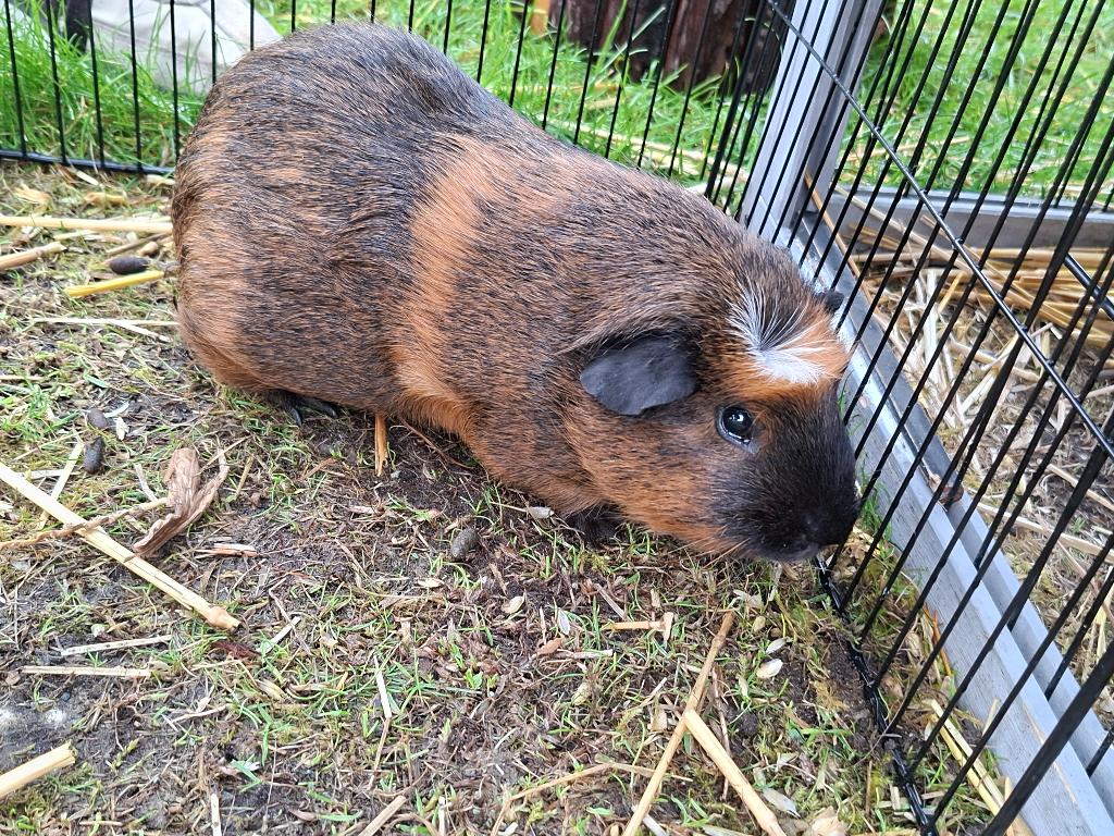 Cavia's en verblijf, Cavia, Januari, Meerdere dieren, Tam