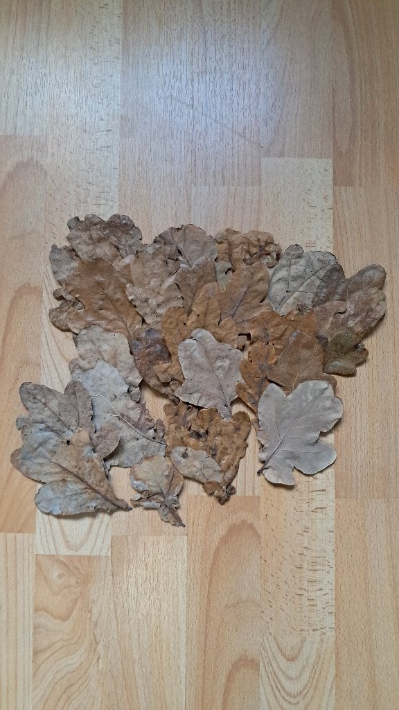 25 feuilles de chêne séchées | Aquarium et terrarium, Animaux & Accessoires, Enlèvement ou Envoi, Neuf, Decoratie, Autres marques