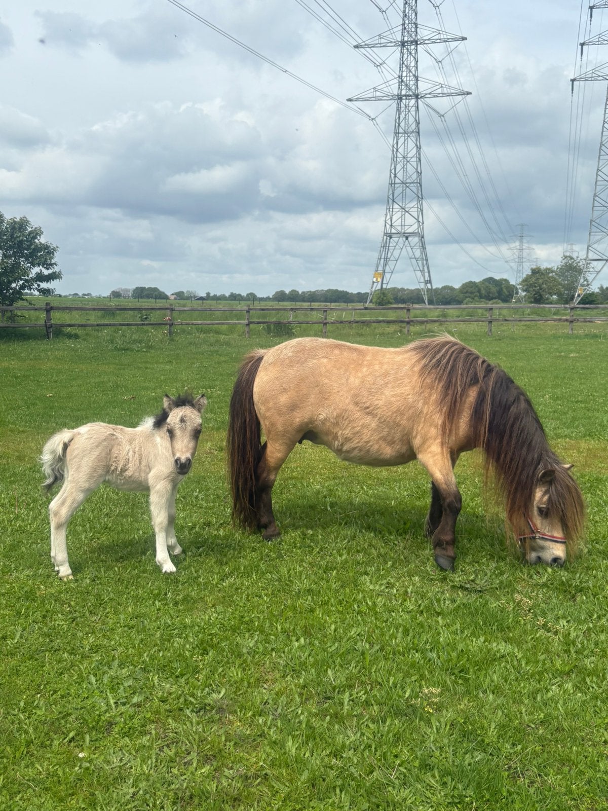 NSPS valk shetlander merrie (Drenthe,NL), Dieren en Toebehoren, Merrie, Met stamboom