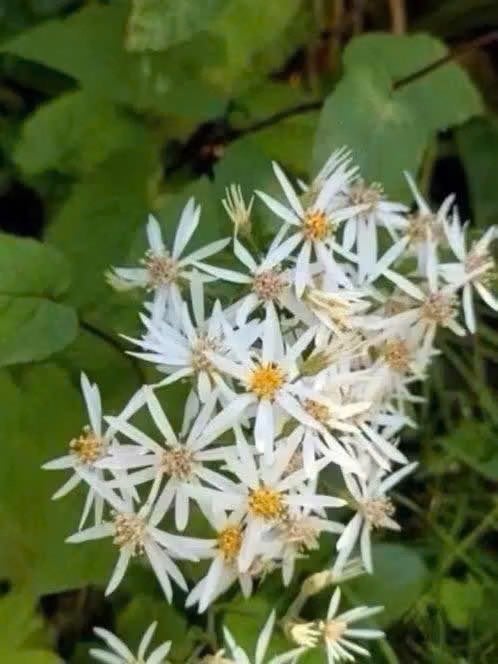 Sneeuwaster /Aster divaricatus, 3 potjes, Tuin en Terras, Vaste plant, Halfschaduw, Zomer, Ophalen