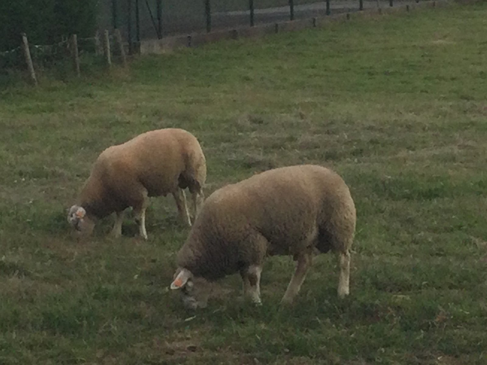 Schaap te koop, Animaux & Accessoires, Moutons, Chèvres & Cochons, Mâle, Mouton, 0 à 2 ans