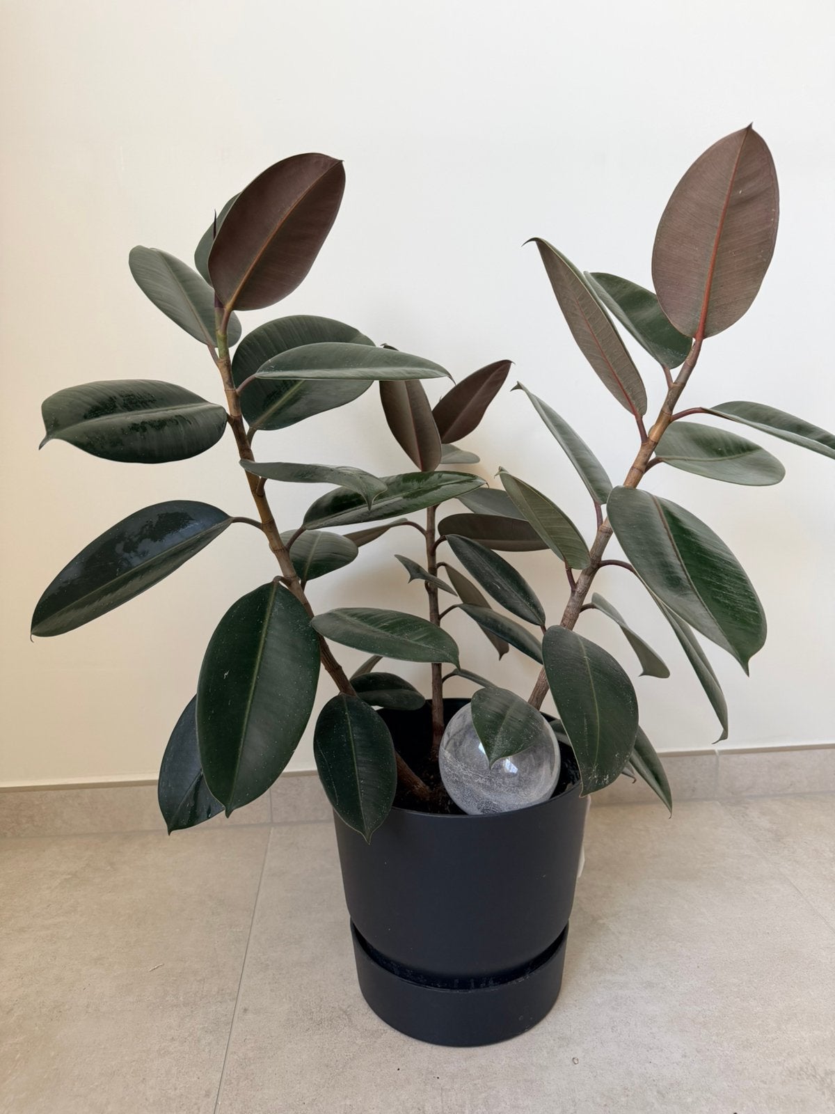 Plante en caoutchouc Ficus elastica dans un pot fleurs Elho, Maison & Meubles, Plantes d'intérieur, Enlèvement, Ficus