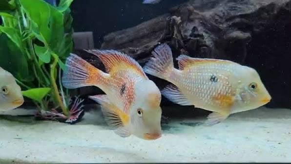 Bebe geophagus brésilienne albinos/or bleu