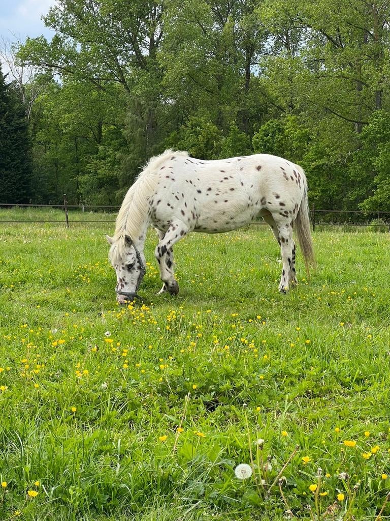 Mooie appaloosa pony, Dieren en Toebehoren