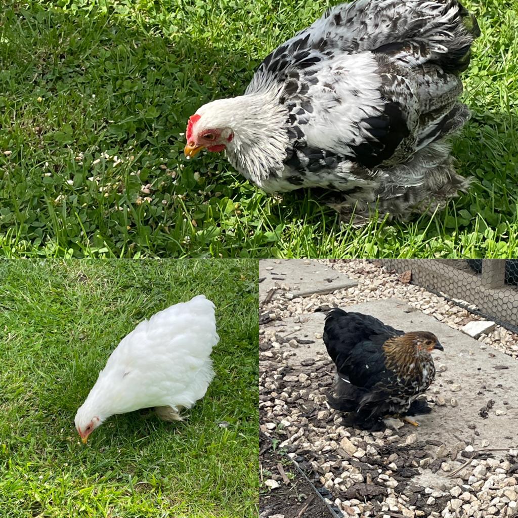 Cochin toompje, Dieren en Toebehoren, Pluimvee