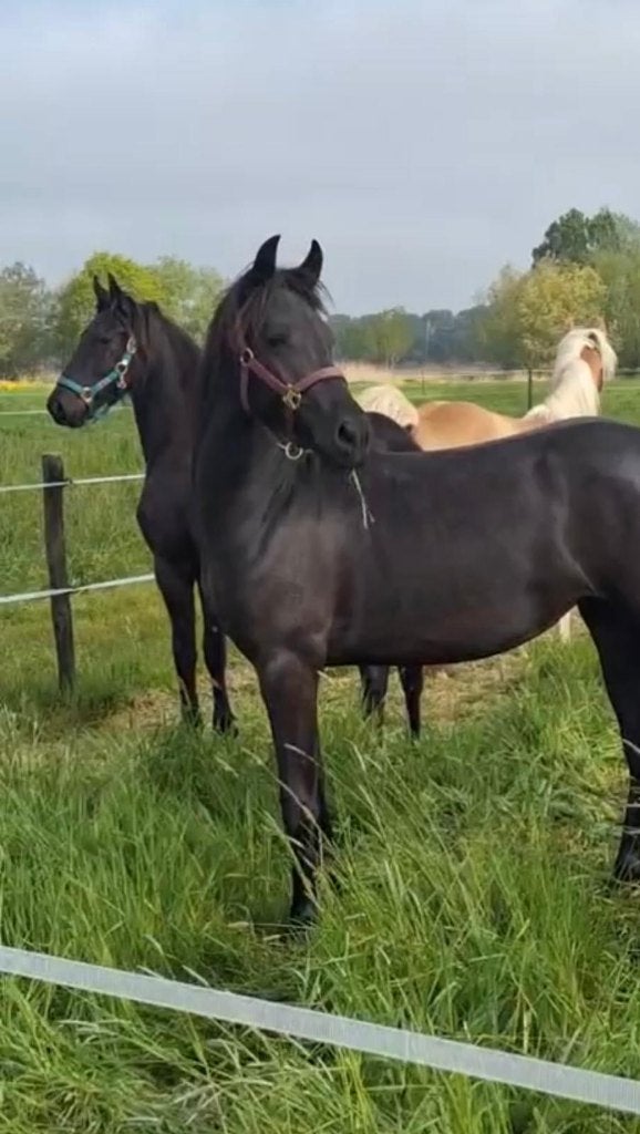 Leuke merrie kruising!, Animaux & Accessoires, Chevaux, Vermifugé, Moins de 160 cm, 0 à 2 ans, Non dressé