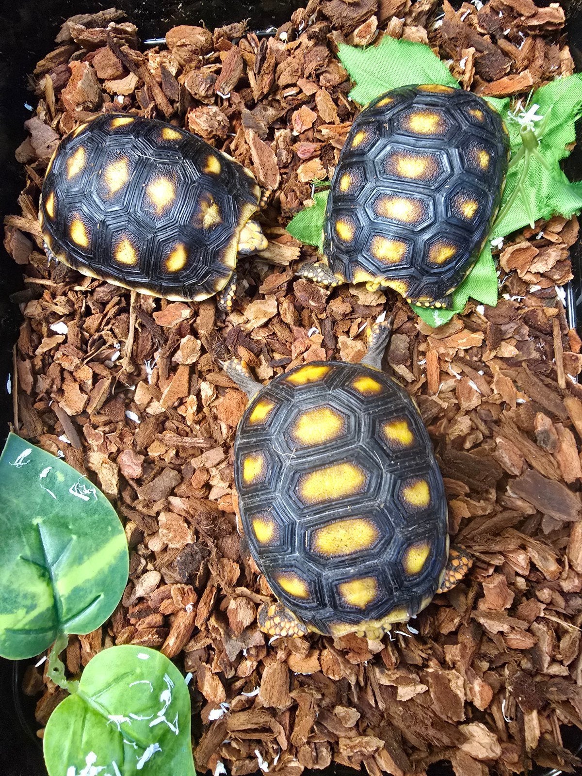 Mooie nakweek kolenbrander schildpadden., Amfibie