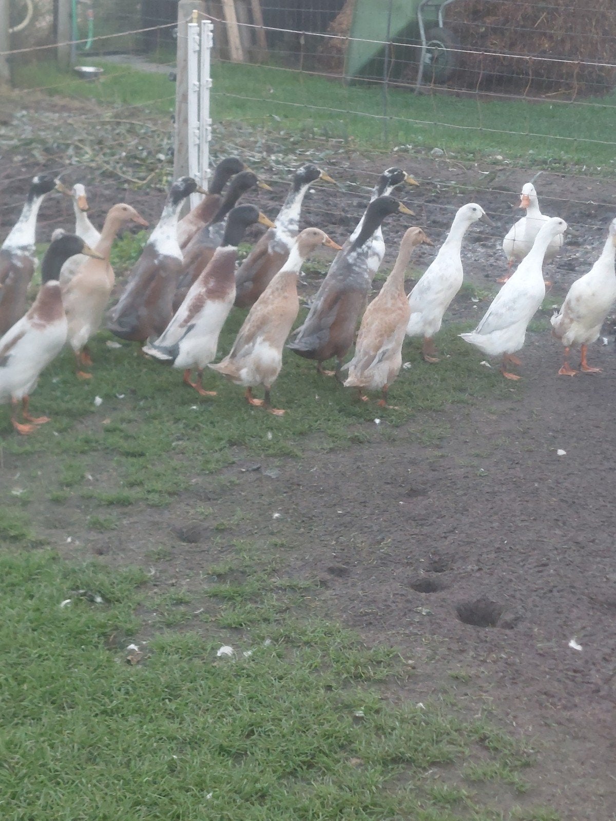 loopeenden, Dieren en Toebehoren, Meerdere dieren, Eend