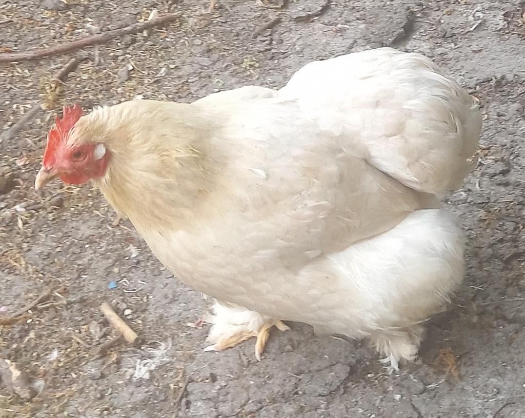 Cochin kriel hen Isabelpatrijs wit getekend, Dieren en Toebehoren, Vrouwelijk, Kip