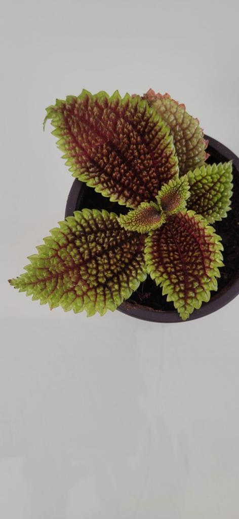 Pilea Moon Valley, Enlèvement