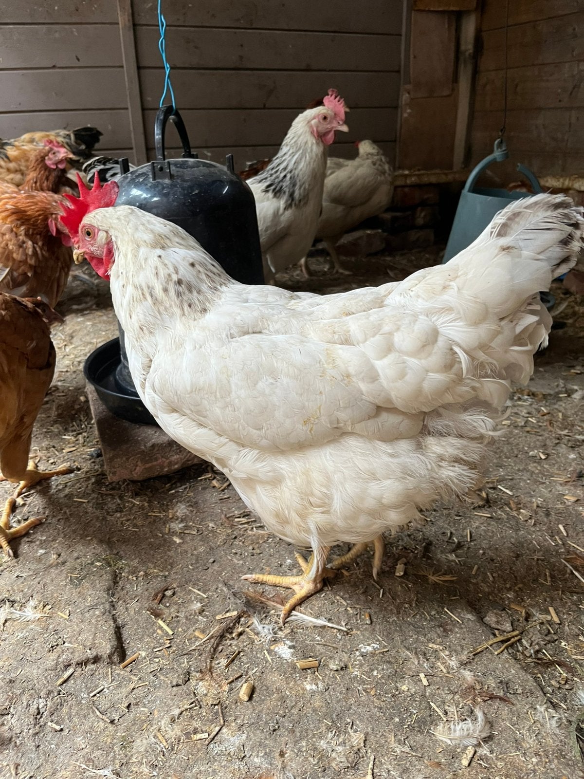 Poules pondeuses, Femelle, Poule ou poulet