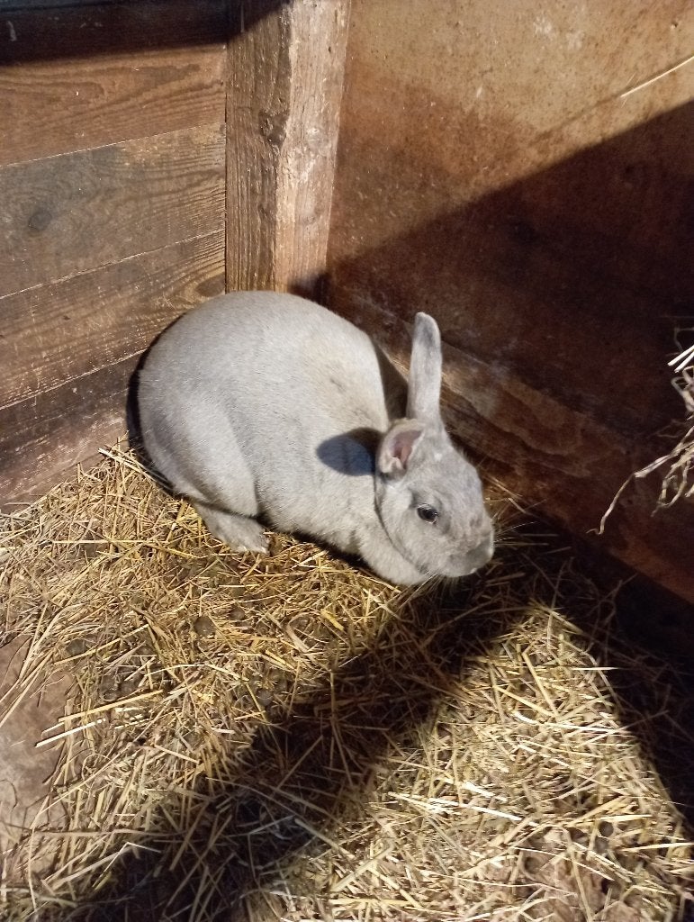 Blauw van Beveren, Meerdere dieren