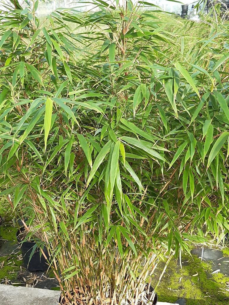 Fargesia rufa, Jardin & Terrasse, Plantes | Jardin, Autres espèces, Plein soleil, Été, Enlèvement