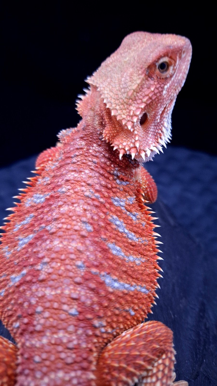 Red Hypo G-Stripe Blue Tiger Baardagaam Man, Hagedis, 0 tot 2 jaar