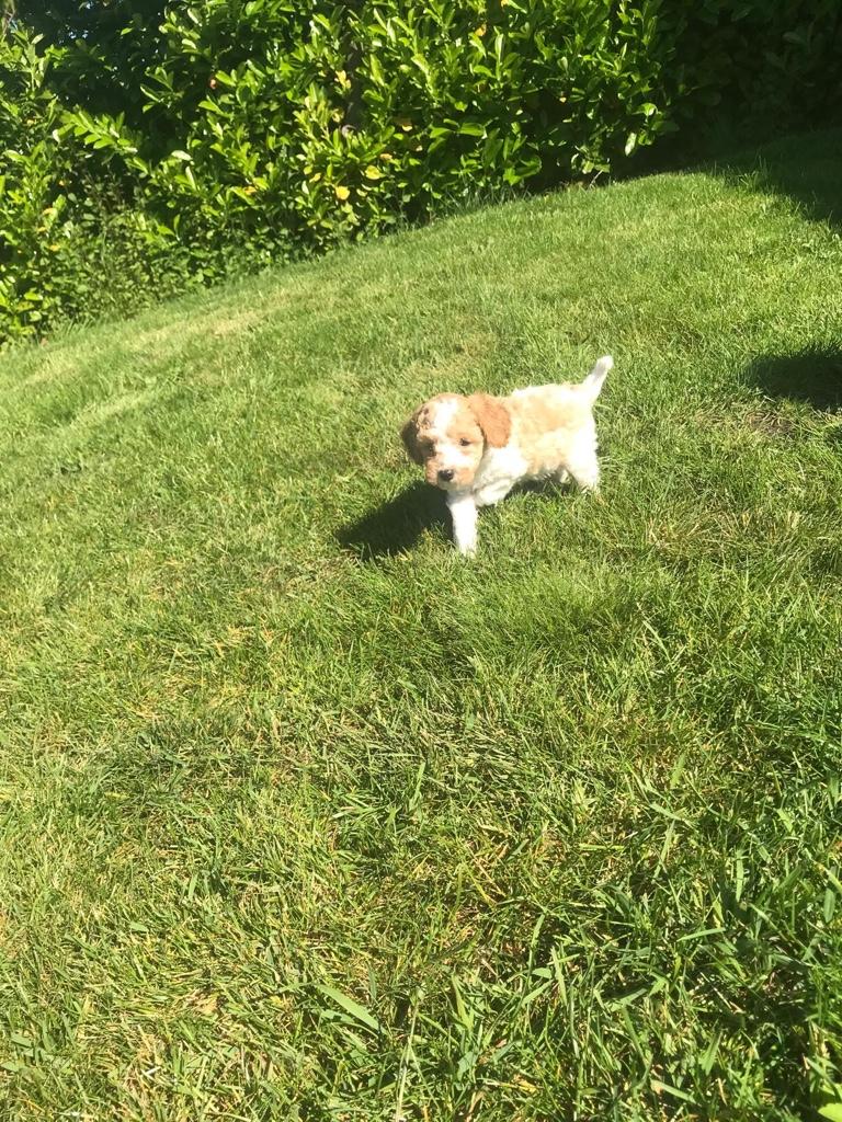 poedel pup harlekijn, Chien (mâle), Caniche, Parvovirose, Belgique