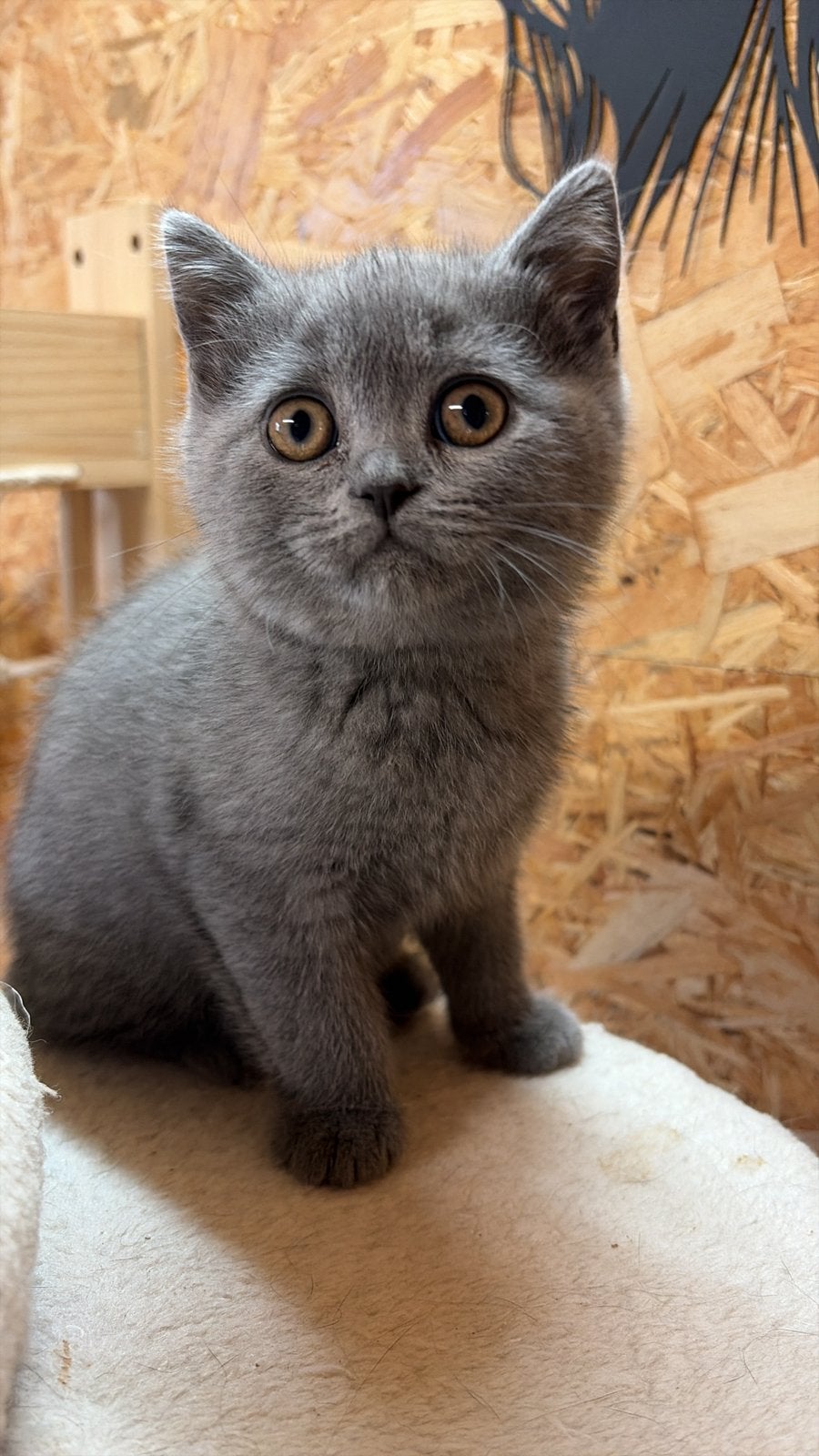 Brits korhaar kittens, Kater, Gechipt, 0 tot 2 jaar